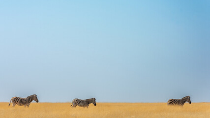 Zebra walking through grass along a horizon