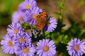 C-Falter auf Herbstaster