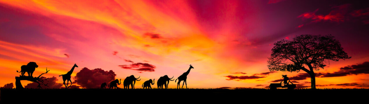 Amazing sunset and sunrise.Panorama silhouette tree in africa with sunset.Tree silhouetted against a setting sun.Dark tree on open field dramatic sunrise.Safari theme.