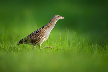 The corn crake or corncrake or landrail is a bird in the rail family