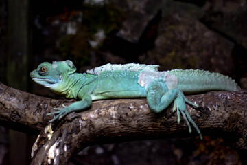 Fototapeta premium Iguana on a tree. Beautiful lizard in nature. Reptile is resting