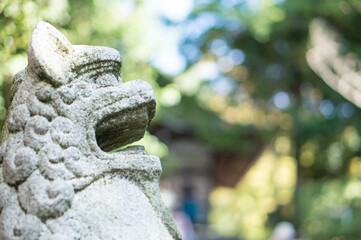京都 宇治神社の狛犬と新緑