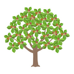 An oak tree with acorns.  Cartoon-style illustration of  Quercus crispula.