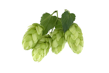 Fresh green hops branch isolated on a white