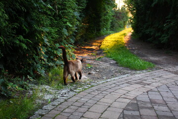 kot © Cezary
