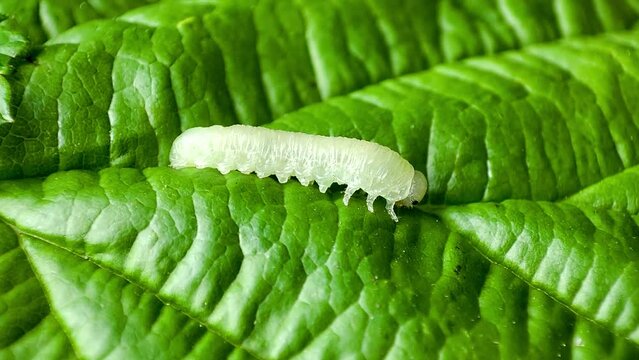 The larva on the green leaf.