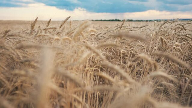 ars of wheat on the field during sunset. farming wheat harvesting agribusiness concept. walk in a large wheat field. big harvest of wheat lifestyle in summer on the field landscape