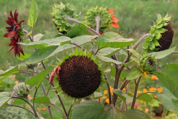 Sunflowers is growing in rural garden. Farming background. Decorative flowers.