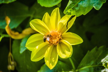 Honey Bee collecting pollen on yellow rape flower against blue sky. Bee on a yellow flower. Bee close up