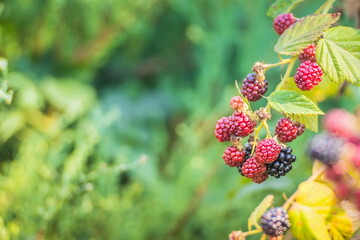 Bush with blackberries. Blackberries ripen on a bush in summer.