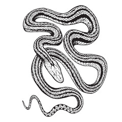 Tattoo snake. Traditional black dot style ink. Isolated vector illustration. Snake silhouette illustration. Black serpent.