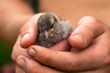 Little sparrow chick in human hand. Saving the lives of birds and animals. Caring for pets and the environment. Copy space