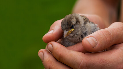 Little sparrow chick in human hand. Saving the lives of birds and animals. Caring for pets and the environment. Copy space