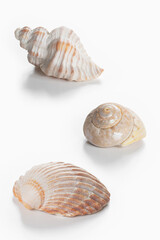 Collection of shea shells against white background