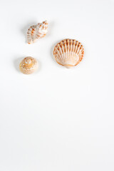 Collection of shea shells against white background