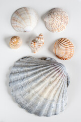 Collection of shea shells against white background