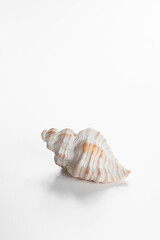 Conch shell against white background