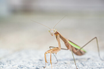  A praying mantis that lives in Japan making a funny pose for the camera