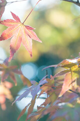 Beautiful autumn leaves of Byodo-in temple in autumn in Kyoto, Japan