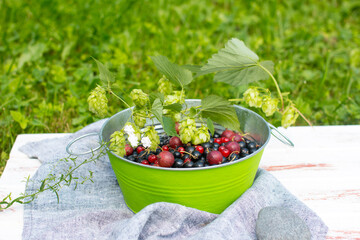 Black and red currants in a plate in nature. Harvesting in the village
