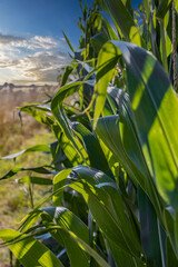 Corn field in the sunshine with a blue sky above, lower framing