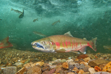 Underwater photography of cherry salmon at Yoro Falls, Nakashibetsu Town, Hokkaido