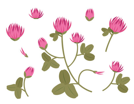 Set of red clover design elements. Wildflowers in cartoon style.