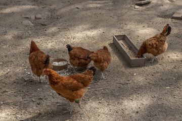 Free range hens farming,traditional  polish ecological village, Podkarpackie County, Poland