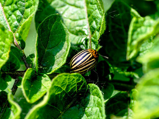 colorado potato beetle on a potato bush
