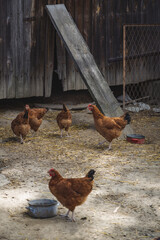 Free range hens farming,traditional  polish ecological village, Podkarpackie County, Poland