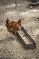 Free range hens farming,traditional  polish ecological village, Podkarpackie County, Poland