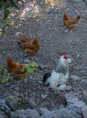 Free range hens farming,traditional  polish ecological village, Podkarpackie County, Poland