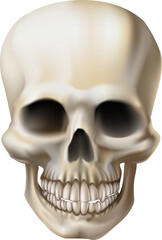 Obraz premium Illustration of a human skull