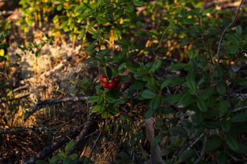 Red cranberries growing in the wild forest. Karelia