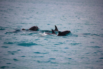 Naklejka premium dolphins jumping out of sea