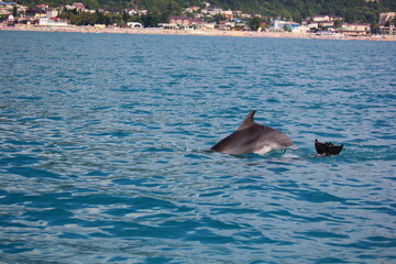 dolphin in the sea