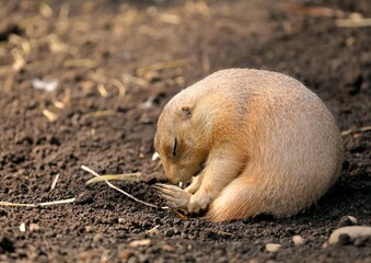 丸くなり眠るプレーリードッグ