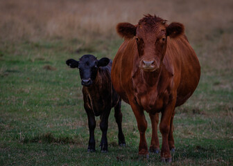 Dexter Cattle