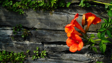 Red flower of trumpet vine on grey stone background