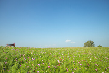 field with flowers