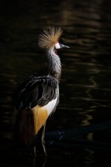 朝陽を浴び湖畔で佇むホオジロカンムリヅル