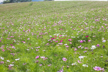 field of daisies