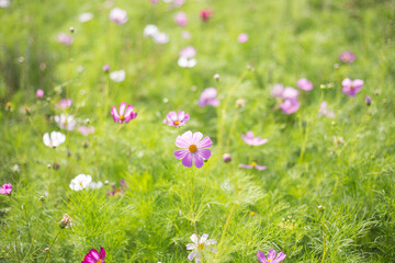 flowers in the grass