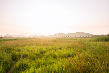 wheat field in the morning