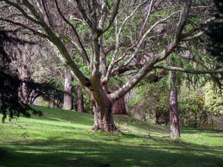 Obraz premium Spreading Bare Limbs