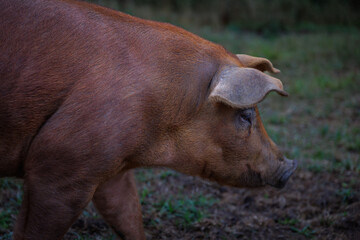 Side view of brown pig