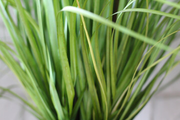 Tall grass macro. Grass for the background.