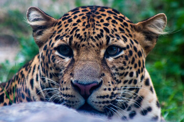 the head of a magnificent jaguar hiding to survey its territory