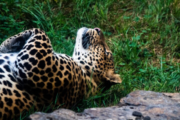 A beautiful jaguar is resting on its back on the grass near a rock in the jungle.