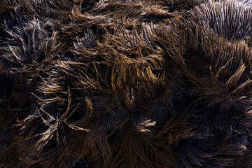 Brown ostrich feathers and down